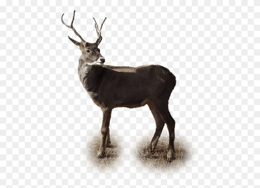 453x549 Isolated Reindeer Winter Christmas Deer Xmas Deer In Winter, Antelope, Wildlife, Mammal HD PNG Download