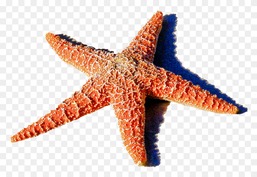 955x635 Изолированные Морские Звезды Красное Море Океан Пляж Анимаи Эстрела Ду Мар, Ящерица, Рептилия, Животное Hd Png Скачать