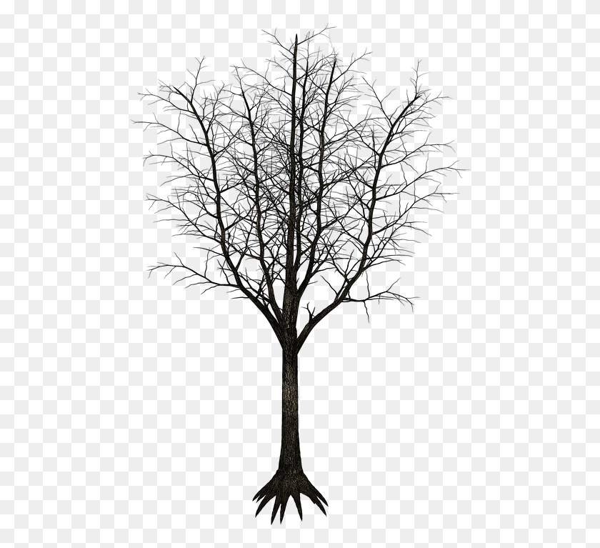 482x707 Изолированное Дерево Племя Деревьев Эстетические Ветви Старое Дерево Белый Фон, Растение, Природа, На Открытом Воздухе Hd Png Скачать