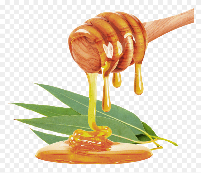 873x741 It Also Has Beneficial Effects On The Respiratory System Eucalyptus Honey, Food, Animal, Fungus HD PNG Download