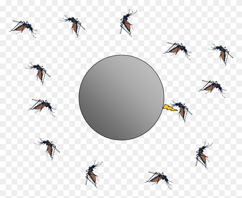 891x717 Mosquito Png / Mosquito Png