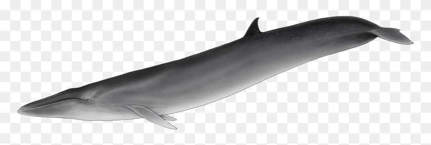 775x223 It Is Strikingly Similar To The Sei Whale But Unlike Baleia De Barbatana Dorsal, Sea Life, Animal, Mammal HD PNG Download