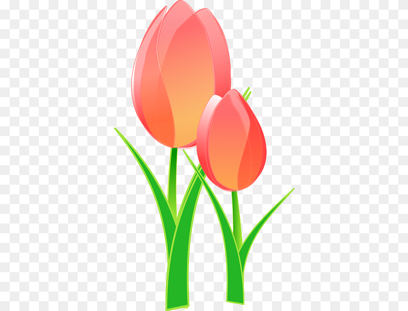 373x640 It Seems Like I39ve Been On A Flower Theme The Last Tulips Clip Art, Plant, Tulip, Dynamite, Weapon PNG