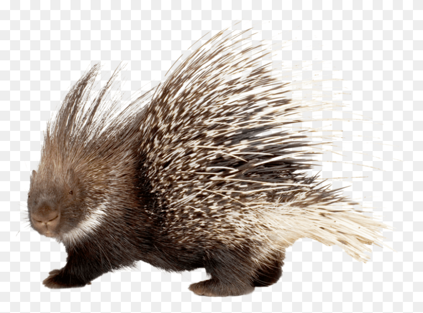 801x578 It Will Launch A Backward Attack Ramming Its Rear Porcupine, Bird, Animal, Hedgehog HD PNG Download