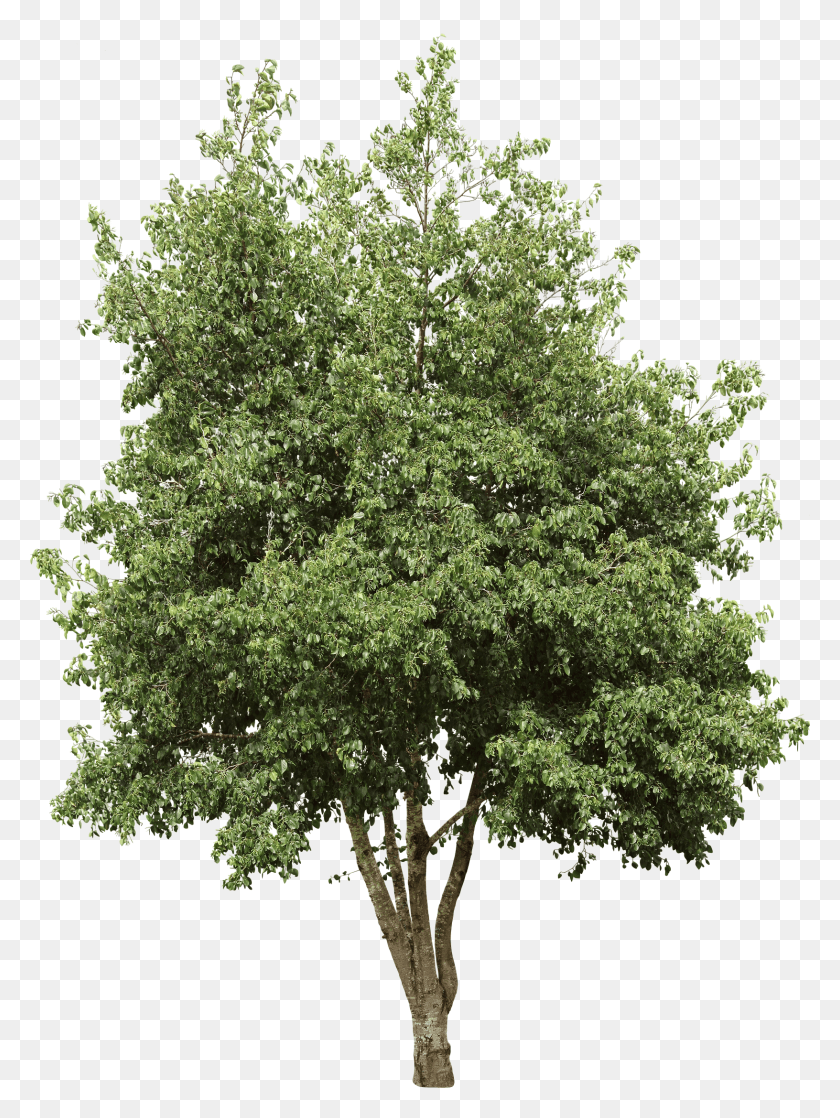 Дерево осина на прозрачном фоне