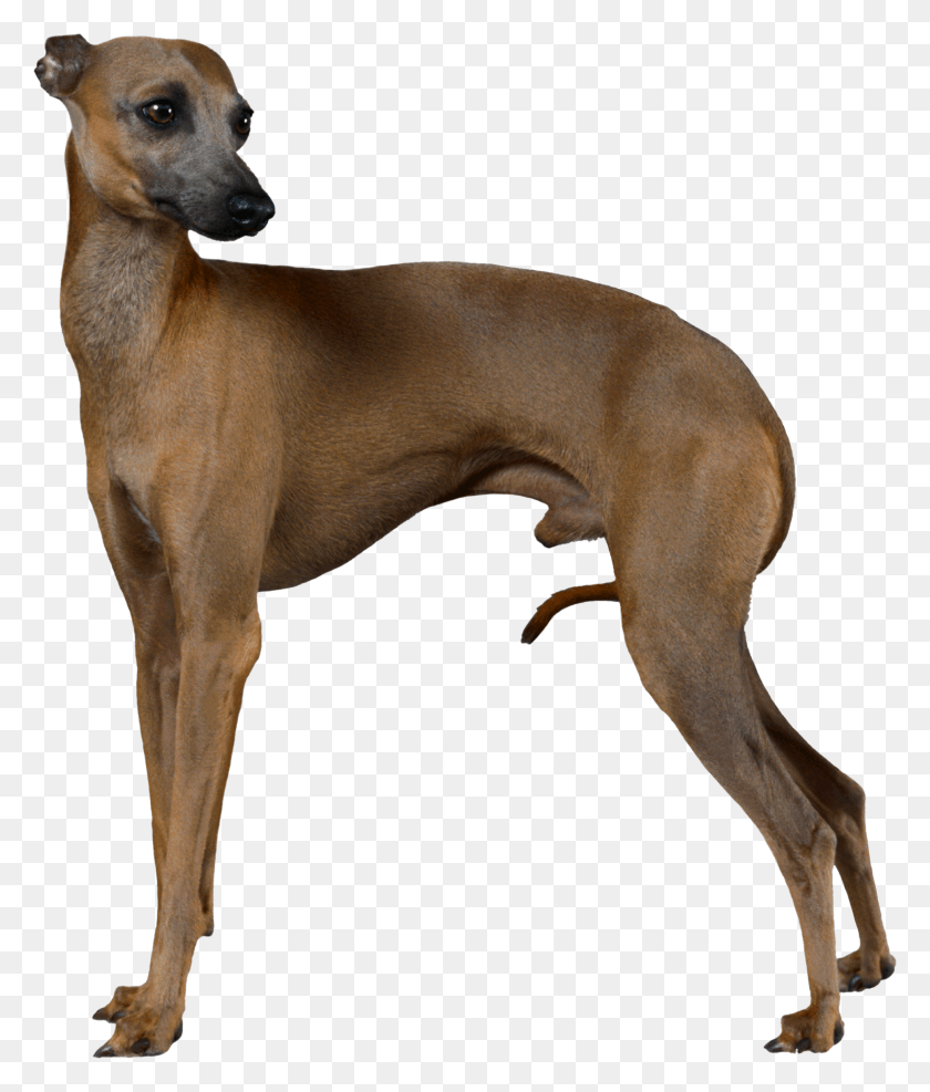 1935x2300 Italian Greyhound, Dog, Pet, Canine HD PNG Download