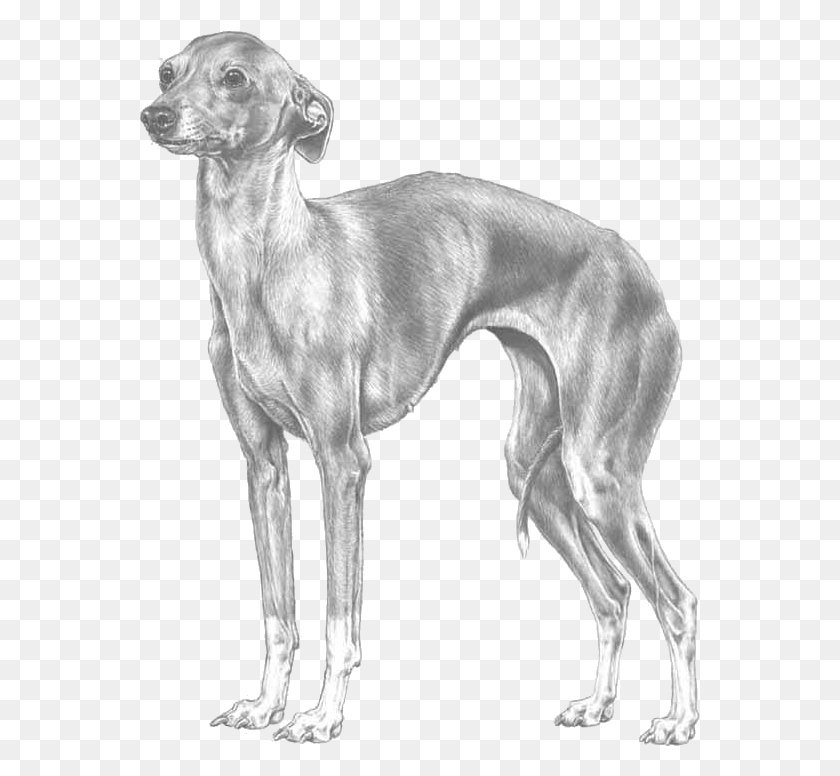 561x716 Italian Greyhound Piccolo Levriero Italiano Disegno, Animal, Dog, Pet HD PNG Download
