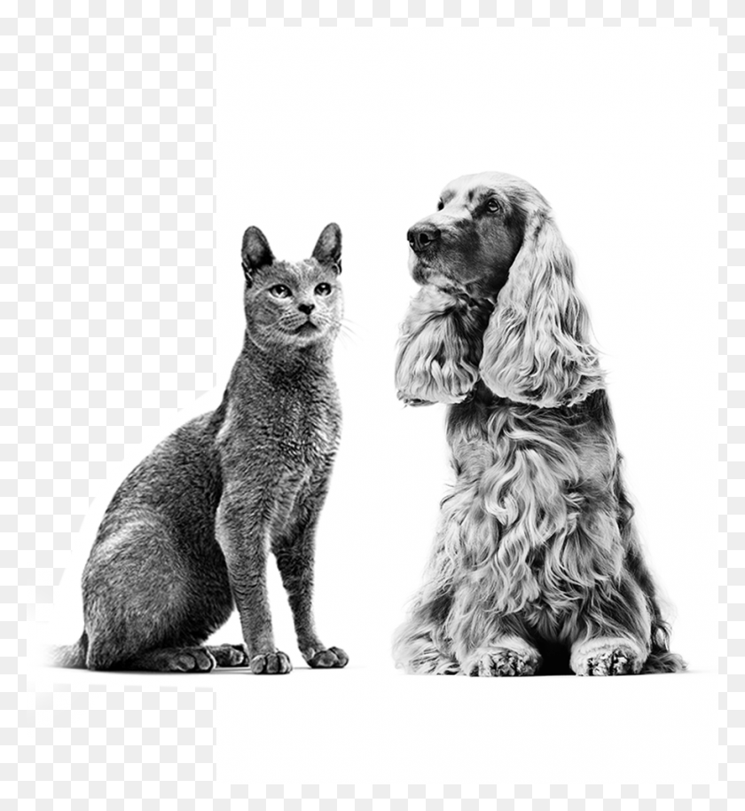 912x999 Los Perros Y Gatos Que Pican Tienen Una Calidad De Vida Comprometida Los Bostezos De Perro, Mascota, Canino, Animal Hd Png