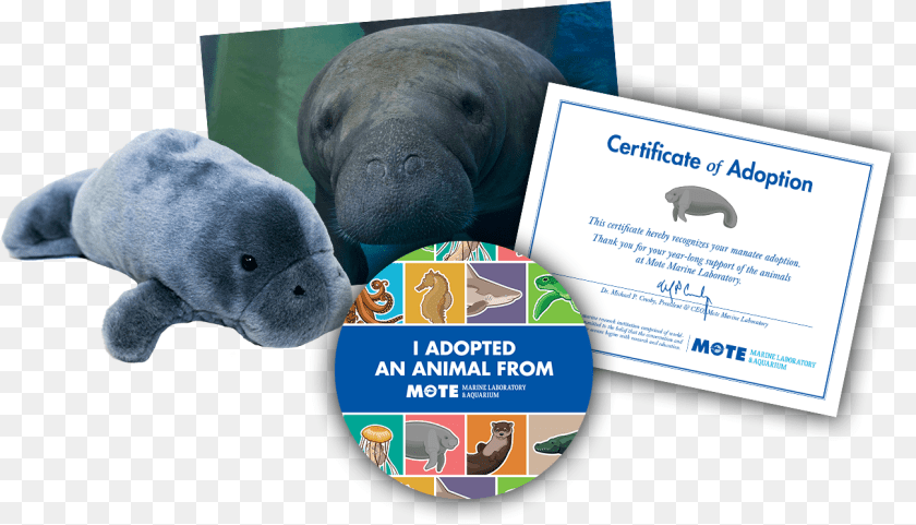 1300x745 Items Included In Buddy Package Adopt A Jellyfish Certificate, Animal, Bear, Mammal, Wildlife Sticker PNG
