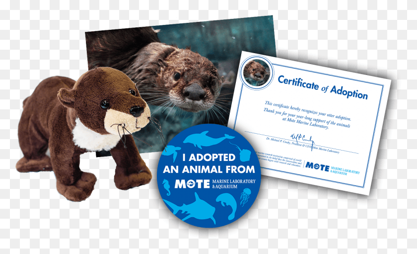 1276x738 Items Included In Buddy Package Certificate Of Adoption Sea Otter, Wildlife, Animal, Mammal HD PNG Download