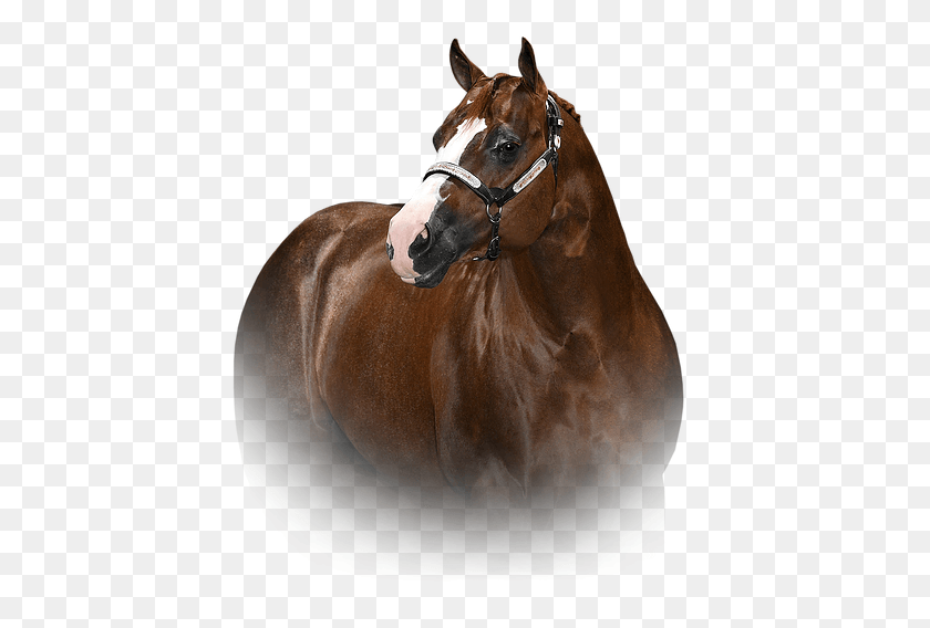 423x508 Ive Got People Headsot For Site Sorrel, Horse, Mammal, Animal HD PNG Download