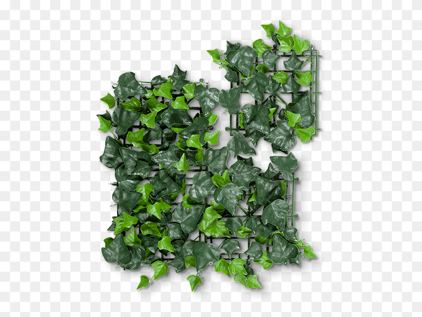 461x570 Ivy Artificial Hedge Bellflower, Plant, Vine HD PNG Download