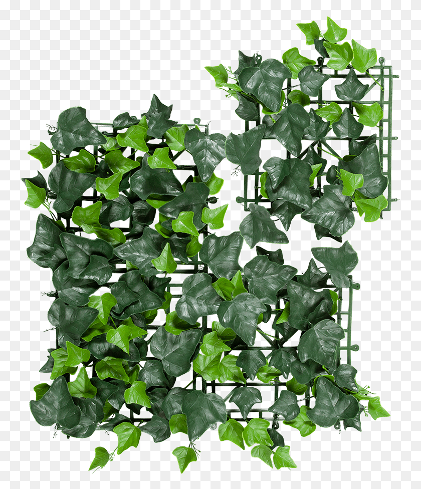 758x916 Ivy Artificial Hedge Mock Orange, Plant, Vine HD PNG Download
