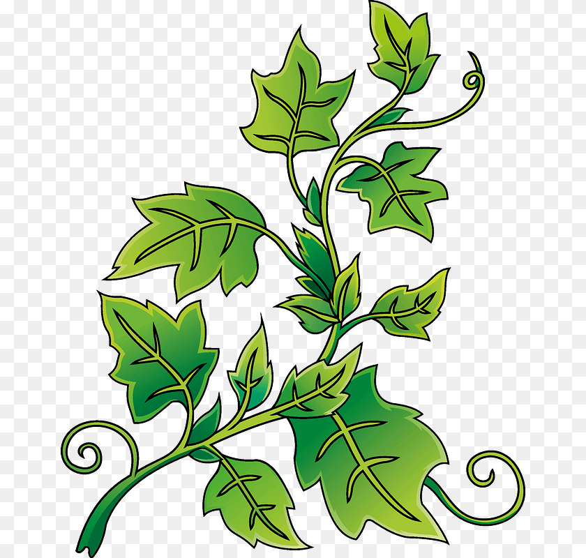 666x800 Ivy Art, Floral Design, Graphics, Leaf Clipart PNG