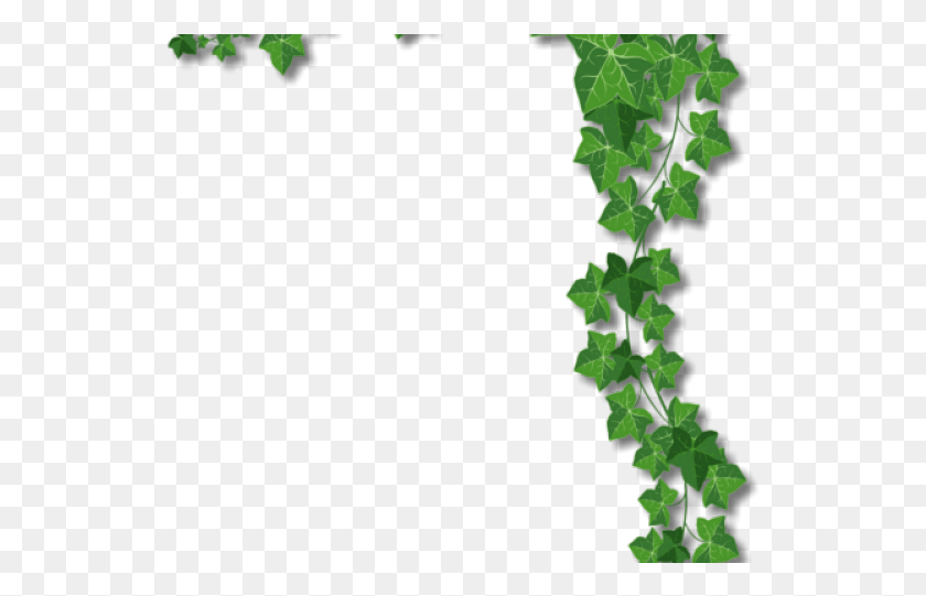 539x481 Ivy Clipart Corner Ivy Border Vines, Plant, Leaf, Vine HD PNG Download