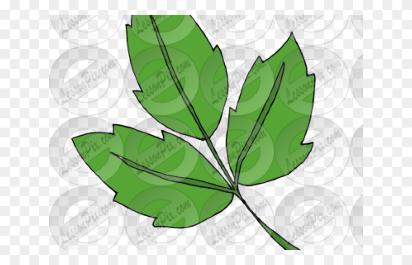 640x480 Ivy Clipart Poison Ivy, Leaf, Plant, Text HD PNG Download