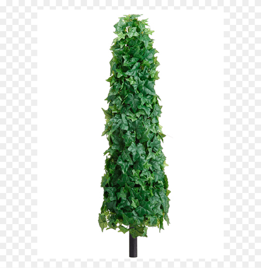 601x801 Ivy Leaf Cone Topiary On Stem Green Christmas Tree, Plant, Vegetation, Tree HD PNG Download