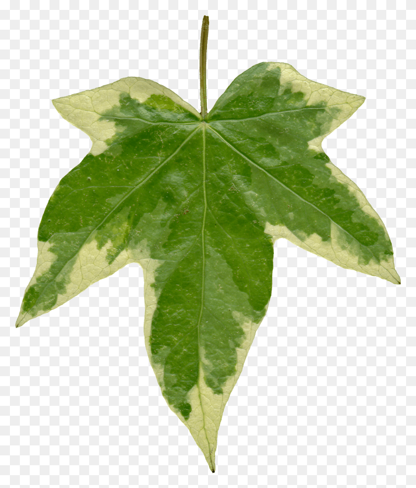 1415x1680 Ivy Leaf Ivy Leaf Texture, Plant, Tree, Maple HD PNG Download