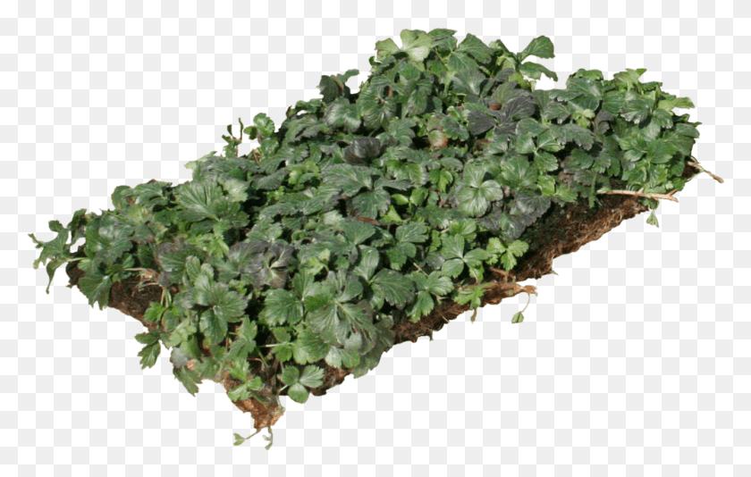 997x607 Ivy Texture Houseplant, Plant, Potted Plant, Vase HD PNG Download