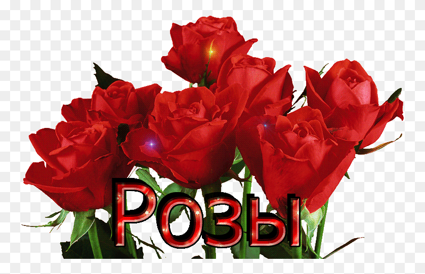 757x482 Изображение Для Плейкаста Розы Для Тебя Плейкаст, Растение, Цветок, Цветение Hd Png Скачать