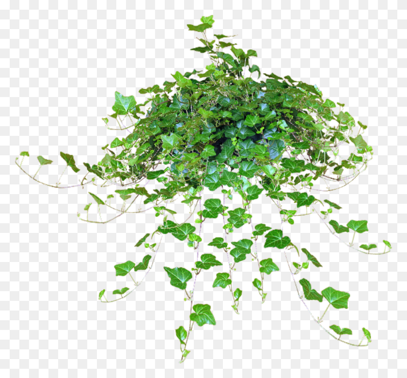 972x897 Jacey Hanging Ivy Plant Texture Hanging Plants File, Leaf, Graphics HD PNG Download