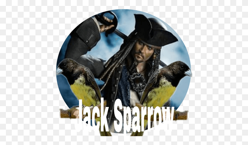 466x432 Джек Воробей Ш Фигуартс Пираты Карибского Моря, Человек, Человек, Зяблик Hd Png Скачать