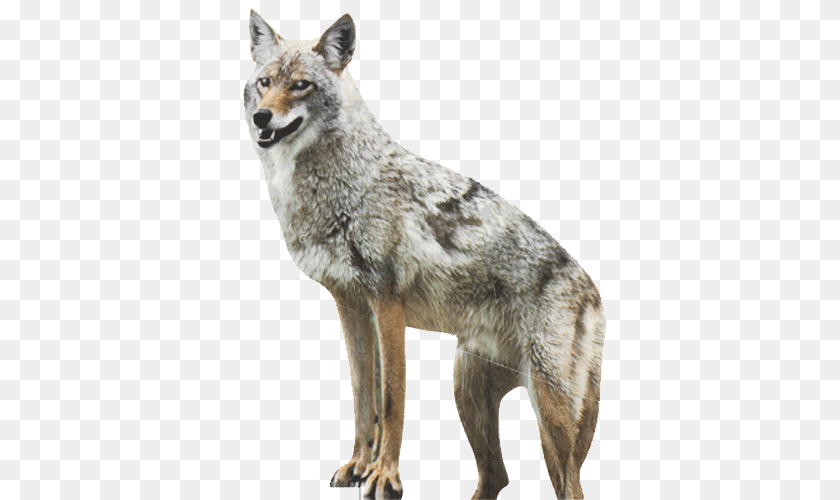 500x500 Jackal, Animal, Coyote, Mammal, Canine Clipart PNG