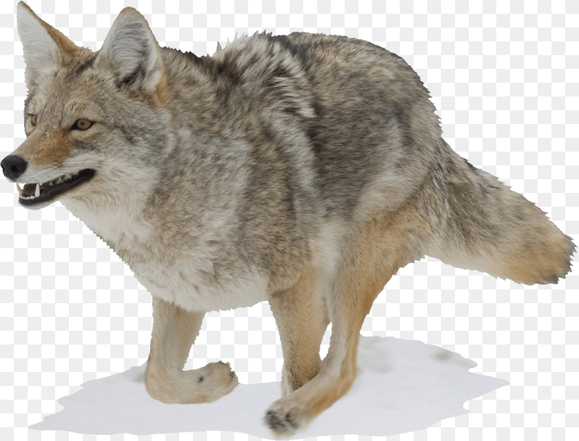 Jackal, Animal, Coyote, Mammal, Canine PNG