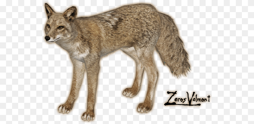 Jackal Coyote, Animal, Mammal, Canine, Dog Sticker PNG