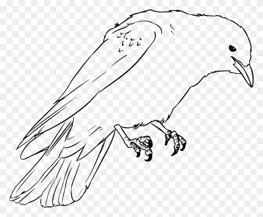 887x720 Jackdaw Crow Drawing Lineart Line Art Nature Coloring Book, Gray, World Of Warcraft HD PNG Download