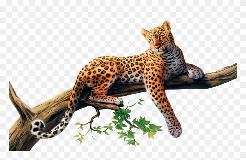 1000x625 Jaguar Clipart Fondo Transparente Leopardo De Sri Lanka, Pantera, La Vida Silvestre, Mamífero Hd Png