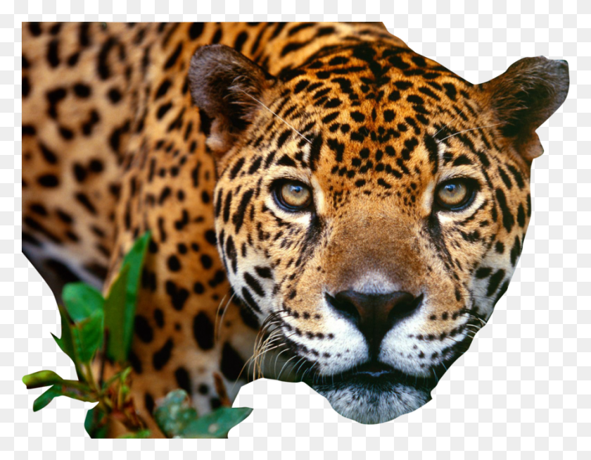 886x674 Descargar Png Jaguar De Belice, Pantera, La Vida Silvestre, Mamífero Hd Png