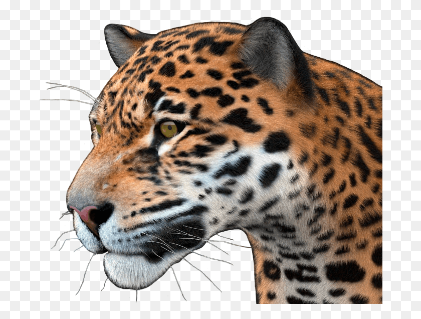 687x576 Jaguar Jaguar, Panther, Wildlife, Mammal HD PNG Download