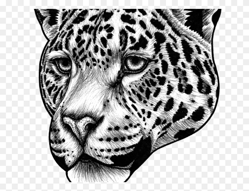 800x600 Ягуар Прозрачный Кот Рисунок Морда Ягуара, Пантера, Дикая Природа, Млекопитающее Png Скачать