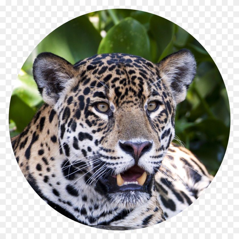 1430x1430 Jaguar Transparent Cut Out, Panther, Wildlife, Mammal HD PNG Download
