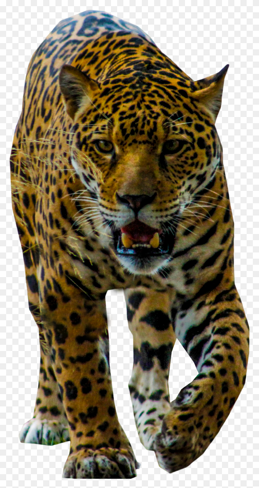 1359x2658 Png Африканский Леопард Идущий Ягуар