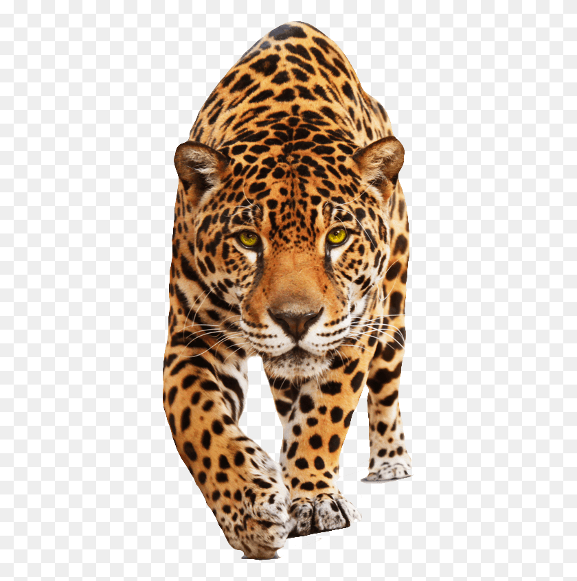367x786 Ягуар Идущий Ягуар Животное, Пантера, Дикая Природа, Млекопитающее Hd Png Скачать