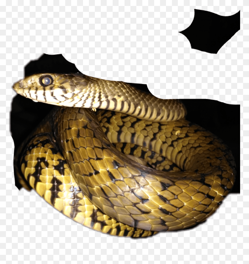 1024x1091 Jali Serpent, Snake, Reptile, Animal HD PNG Download