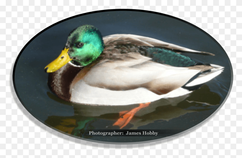1103x694 James Hobby Mallard, Waterfowl, Bird, Animal HD PNG Download