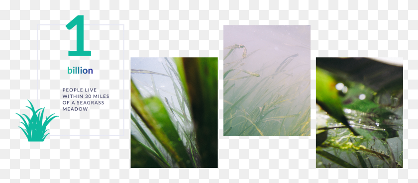1523x603 January Thirthy First Two Thousand Eighteen Grass, Collage, Poster, Advertisement HD PNG Download