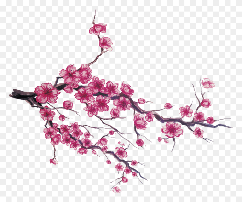 1851x1518 Japan Cherry Blossom Cherry Blossom Flower Drawing, Plant, Blossom, Petal HD PNG Download