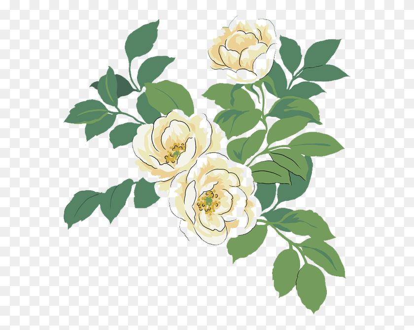 589x609 Japanese Camellia Red Watercolor Painting Illustration White Rose Water Color, Plant, Graphics HD PNG Download