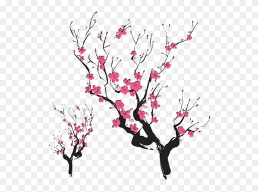 545x564 Japanese Designs Photos Cherry Blossom Public Domain, Plant, Flower, Blossom HD PNG Download