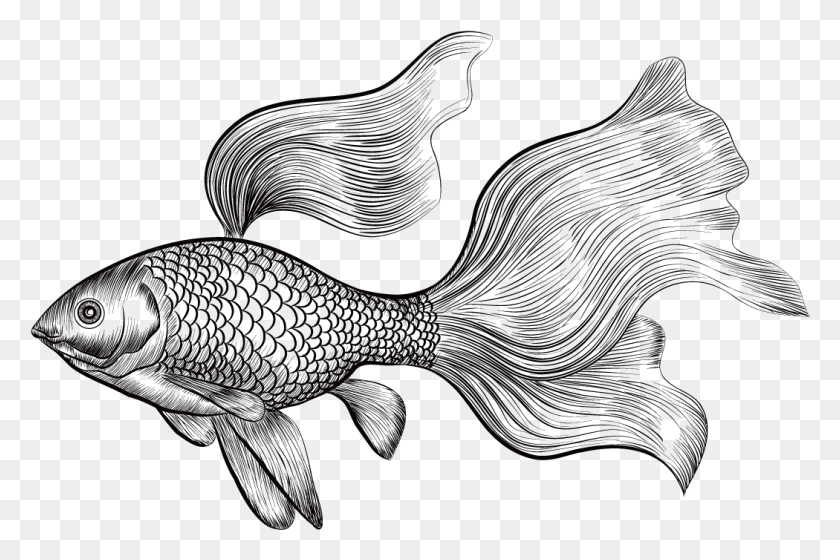1050x674 Japanese Drawing Betta Fish Vintage Goldfish, Animal, Sea Life, Coho HD PNG Download