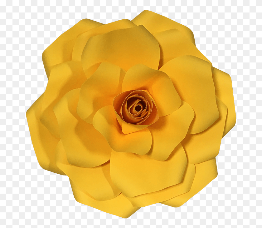 675x670 Японские Цветочные Садовые Розы, Роза, Растение, Цветение Hd Png Скачать