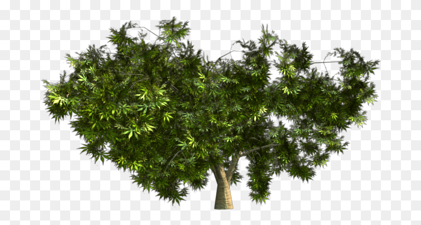 682x389 Клен Японский Хвойный Куст, Дерево, Растение, Лист Hd Png Скачать