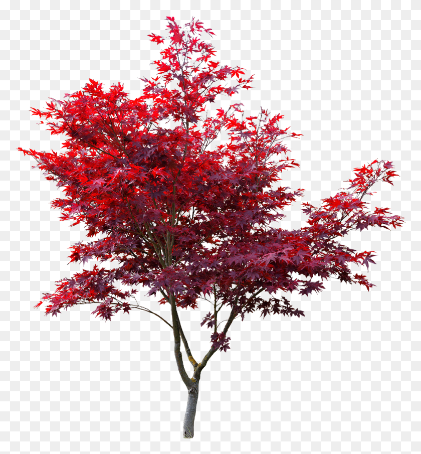 1016x1101 Японский Клен Вырезать Японский Красный Клен, Дерево, Растение Hd Png Скачать