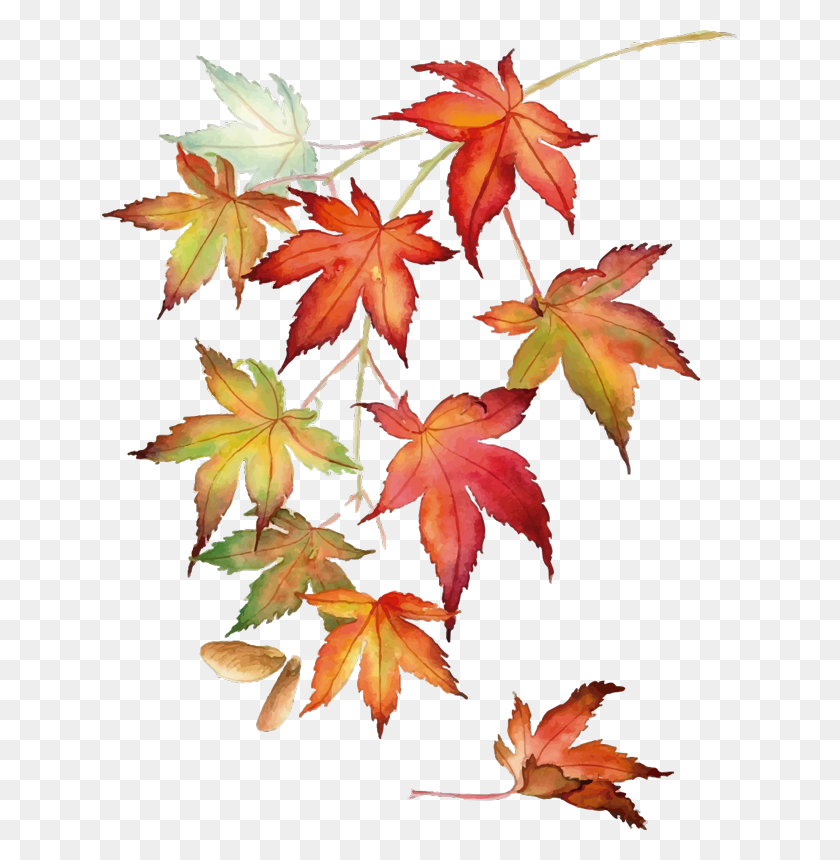 635x800 Japanese Maple Leaves Wall Sticker Japanese Maple Watercolor, Leaf, Plant, Tree HD PNG Download
