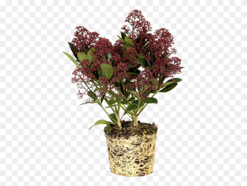 422x574 Japanese Skimmia Flowerpot, Plant, Flower, Blossom HD PNG Download