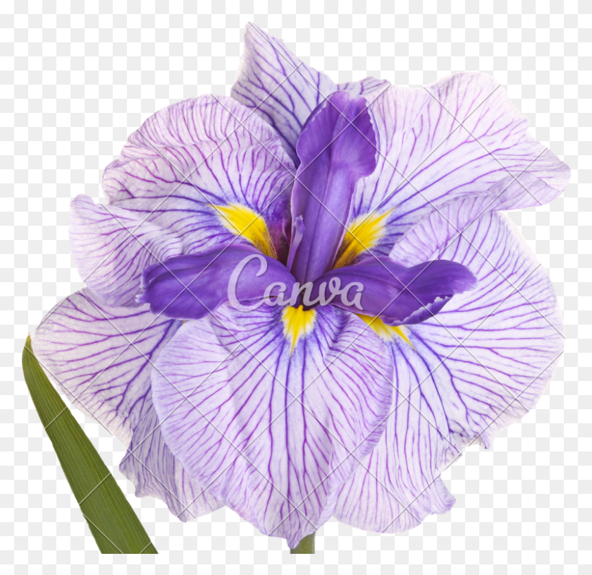 800x775 Японский Прозрачный Цветок Искусственный Цветок, Ирис, Растение, Цветение Hd Png Скачать